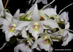 Dendrobium Mini Snowflake