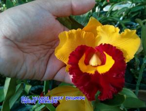 Rhyncholaeliocattleya Village Chief Triumph