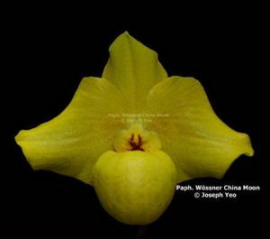 Paphiopedilum Wössner China Moon