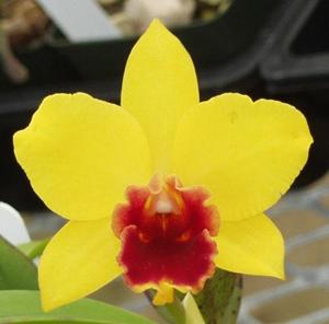 Rhyncholaeliocattleya Little Magician