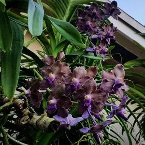 Vanda Mary Motes