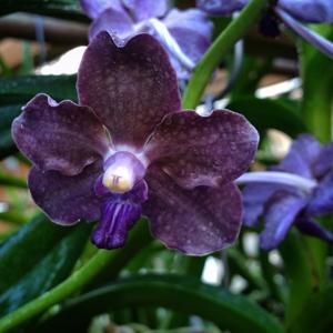 Vanda Mary Motes