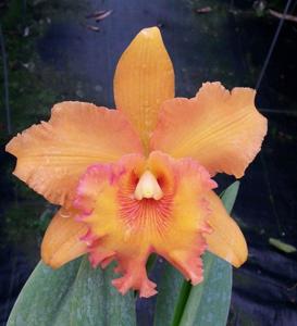 Rhyncholaeliocattleya Spanish Eyes