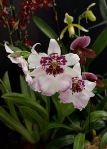 Schunkeara Purple Haze