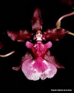 Oncidium Heaven Scent