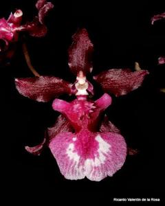 Oncidium Heaven Scent