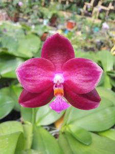 Phalaenopsis Jungo Cherry