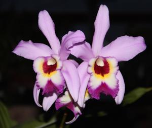 Laeliocattleya Miss Wonderful