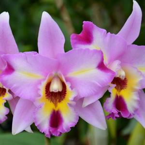 Laeliocattleya Miss Wonderful