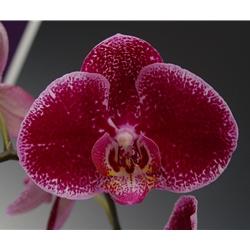 Phalaenopsis Gan Lin Diamond