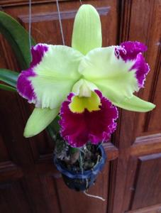 Rhyncholaeliocattleya Pratum Green