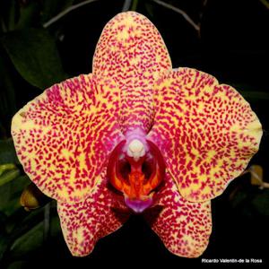 Phalaenopsis Fusheng Sweet Paradise