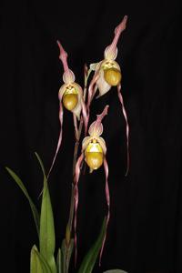 Phragmipedium Alien Syndrome