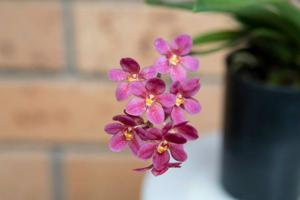 Sarcochilus Peter Jackson