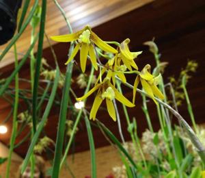 Dendrobium Tweetas