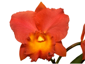 Rhyncholaeliocattleya Daniel J. Diver