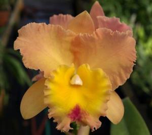 Rhyncholaeliocattleya Daniel J. Diver