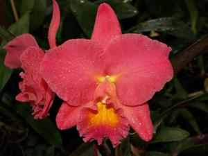 Rhyncholaeliocattleya Daniel J. Diver