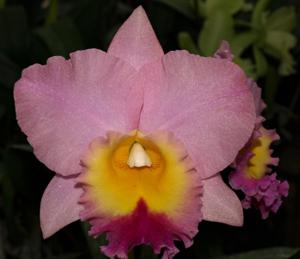 Rhyncholaeliocattleya Daniel J. Diver