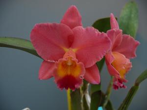 Rhyncholaeliocattleya Daniel J. Diver