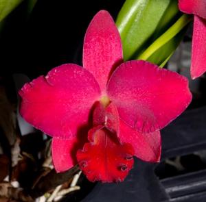 Rhyncholaeliocattleya Paradise Rose