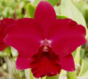 Rhyncholaeliocattleya Paradise Rose