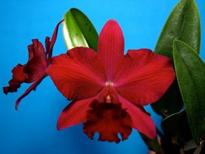 Rhyncholaeliocattleya Paradise Rose