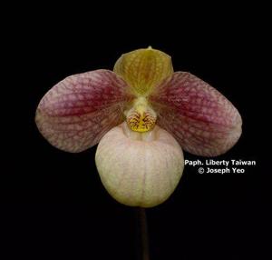 Paphiopedilum Liberty Taiwan