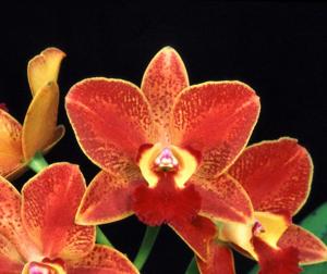 Rhyncholaeliocattleya Firey Leopard