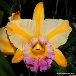 Rhyncholaeliocattleya Majestic Light