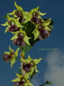 Dendrobium Little Green Apples