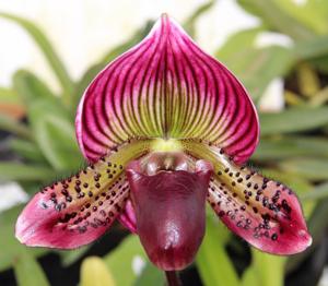 Paphiopedilum Jolly Master