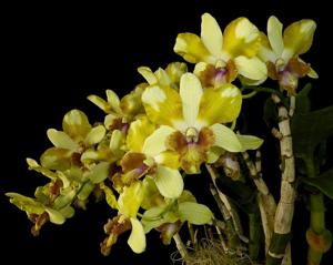 Dendrobium Nopporn Starbright