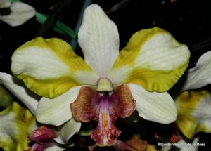 Dendrobium Nopporn Starbright