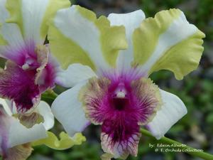 Dendrobium Nopporn Starbright