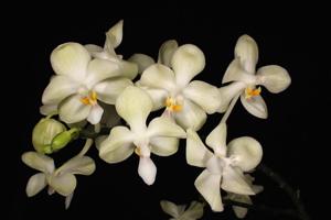 Phalaenopsis Jong's Celebe Amah