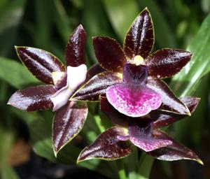 Propetalum La Jolla Delight