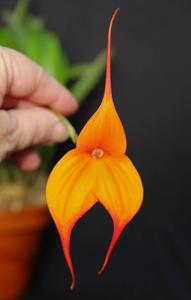 Masdevallia Sandi Sprankle