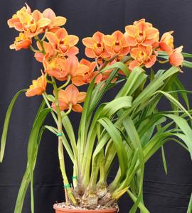 Cymbidium Dural Copper