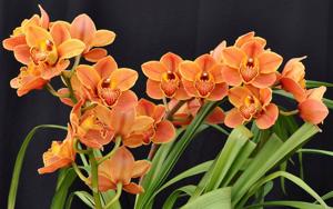 Cymbidium Dural Copper