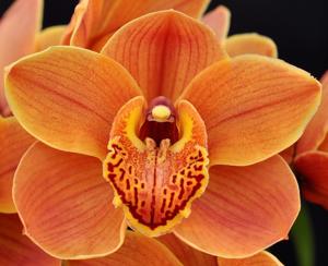 Cymbidium Dural Copper