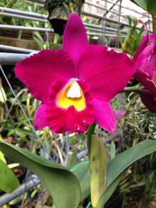 Rhyncholaeliocattleya Jerry Rehfield