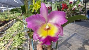 <i>Rhyncholaeliocattleya</i> Nakhon Chaisri Pink Delight