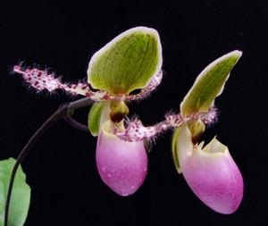 Paphiopedilum Amarantine