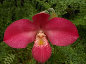 Phragmipedium Haley Decker