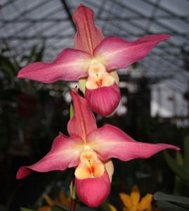 Phragmipedium Allison Strohm