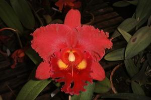 Rhyncholaeliocattleya Mirian Suzuki