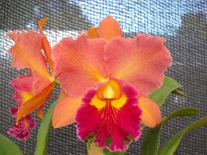 Rhyncholaeliocattleya Mirian Suzuki