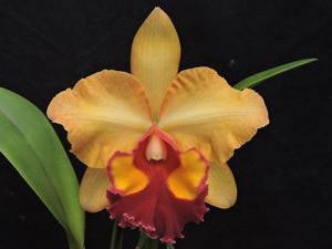 Rhyncholaeliocattleya Mirian Suzuki