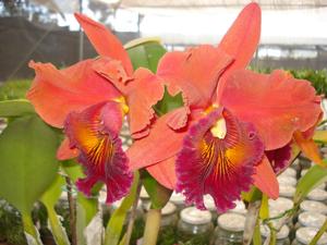 Rhyncholaeliocattleya Mirian Suzuki